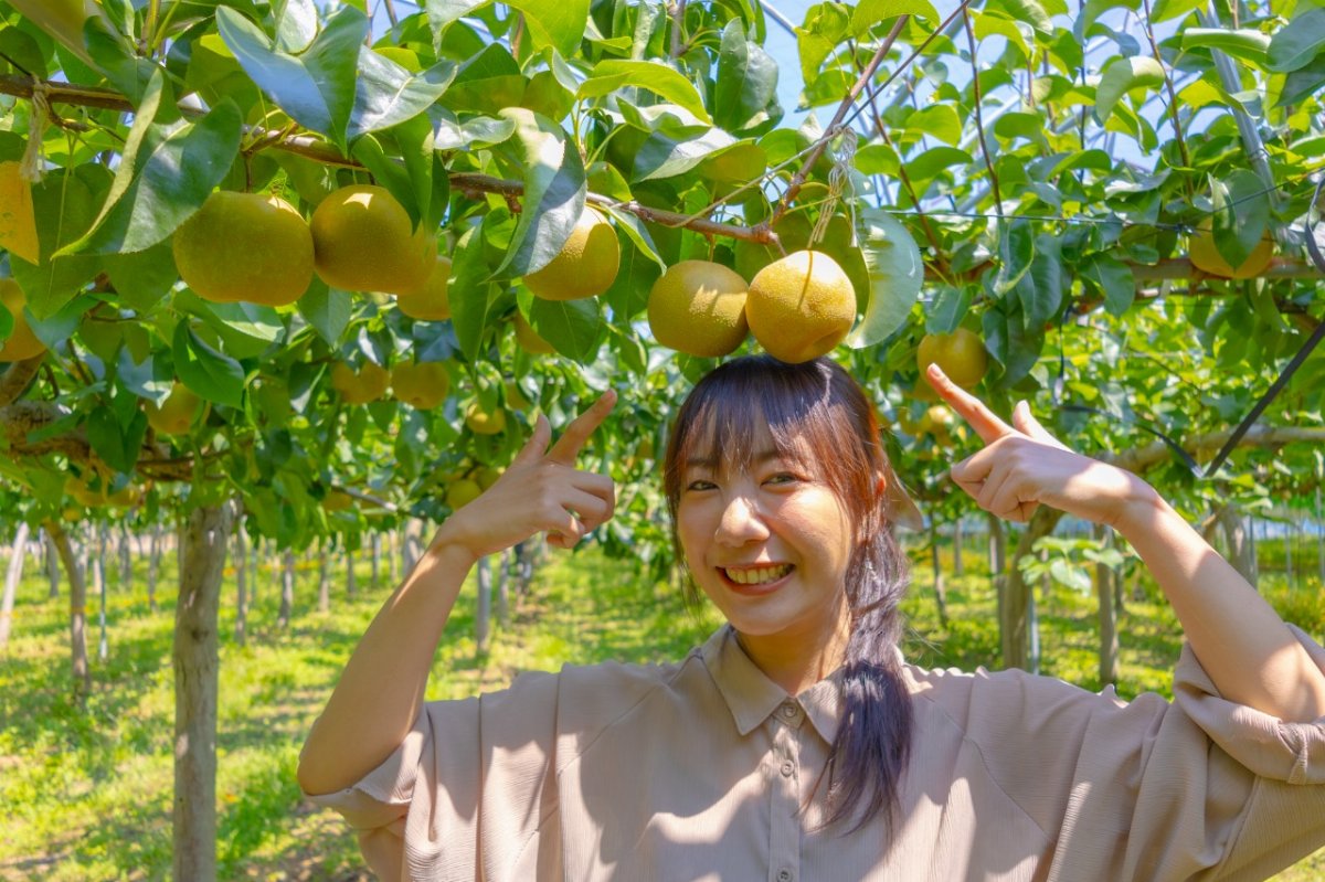 梨狩り（藤山町･フルトリエ）