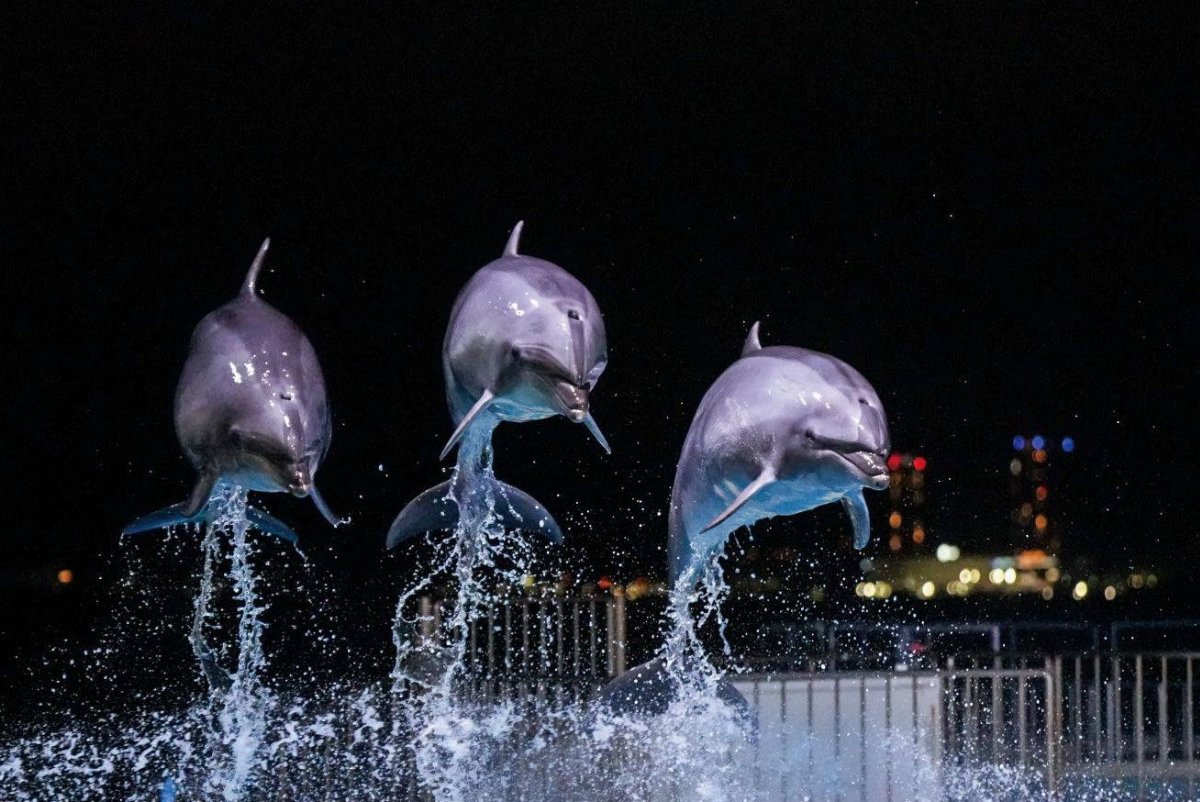 【マリンワールド海の中道】夜のすいぞくかん